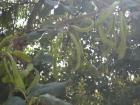 Carob pods waiting to ripen