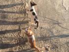 Cats circling, circling my house