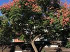 During the fall, some of the trees around my house start to grow flowers that almost make them look like fall trees in the U.S. 