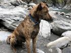 This dog came with us the whole way down the mountain and sat with us while we ate some snacks