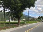 Even though not all people run businesses out of their houses, many people in Guan Shan have land that they can farm 