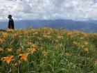 You can see how tall the day lilies grow—  almost as tall as this man's waist!