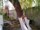 Willow tree trunk 