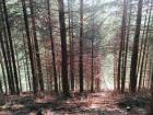 Looking through the beech trees