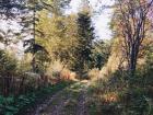 The wooded path by my apartment