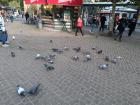 Seeing these pigeons made me laugh!