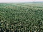 Fields right outside of the city 