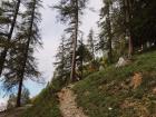 A path through the forest