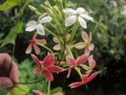 This jasmine plant had two colors of flowers growing on it