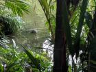 The monitor lizard nearing the shore (just feet away from me!)