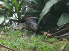 The monitor lizard got up close and personal 