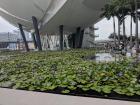 This pond adds some green to the bay area with plenty of lily pads