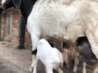 Here's the mother goat and her two kids on the side of a temple in Bhaktapur city