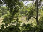 A rhino wading through the Rapti river near the front of the park 