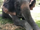 The elephant sitting down while the students get ready to slide off the back