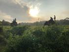 This is in Chitwan National Park and the elephants are carrying loads of grass.