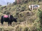 Two of the cattle grazing on grass before they started walking again