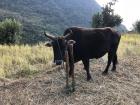 While wandering around Simigaun, I found some of the hill cattle that can manage the rough terrain