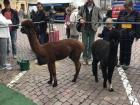 Alpacas striking a pose at the petting zoo