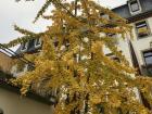 I found this amazing yellow tree in my neighborhood! 