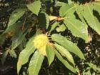 The green, prickly shells that hold the chestnuts