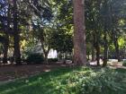 Some chestnut trees in a park located in the middle of the city