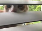 I did not mention my cats in my autobiography. They deserve their own journal! This orange cat's name is Ollie and he likes to look through the window shades. 