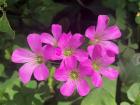 At the botanical garden in the Eastern region, we saw many simple yet elegant looking flowers! 