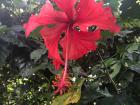 This flower was as huge and red as a freshly picked apple 