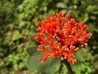 My friend was very excited when she took this picture of this very tiny red flower— it looks a lot bigger than it was!