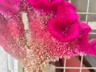 A neon pink flower outside the hotel in the Eastern region— I'm not sure what it is!