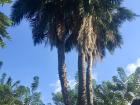 This is called the "three headed palm tree"— it is said if you touch it, you will have twins at birth!