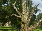 This is a tree all carved up in a botanical garden in the Eastern Region 
