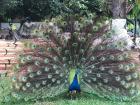 This beautiful peacock is showing off its feathers near the Botanical Gardens in Accra