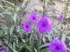 In front of my host house there are these beautiful purple flowers 