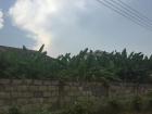 Peering over this wall you can spot a long line of banana trees