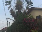 I am not sure what kind of tree this is, but it looks a little like a fan!