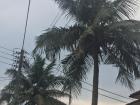 Some sky-high palm trees in a yard in the neighborhood 