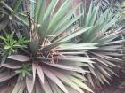 These prickly little bushes can be seen all over the towns in Accra