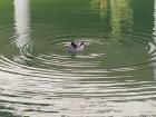 A duck swimming in the canal