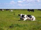 Cow grazing in Normandy, France