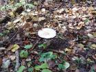 Hunting for mushrooms in the bogs and forests of Estonia is a popular hobby