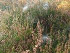 Estonian bogs are covered in green, thanks to the year-round rain