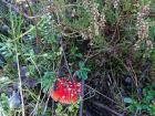 A sample mushroom, common in the bogs