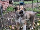 The shelter hosts visiting hours when people can come and play with the animals