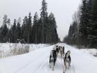 The dogs race through the woods of Võnnu, Estonia