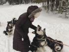 Alaskan Malamutes love to race in the Estonian countryside