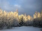 Underneath all that snow, the forests of Estonia are lush and full of green