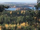 Mushrooms grow in forested areas like this