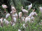 Hundreds of birds flock to the mangroves every night to sleep.